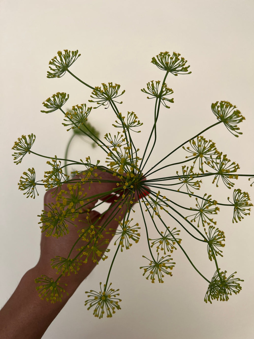 New Botanic Culinary Bouquet Collection