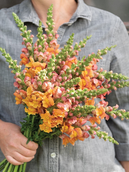 New Botanic Culinary Bouquet Collection