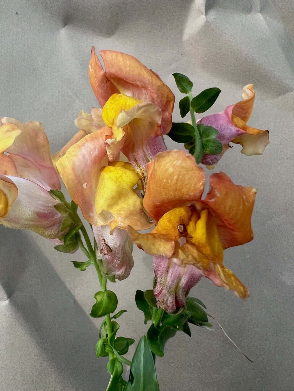 New Botanic Culinary Bouquet Collection