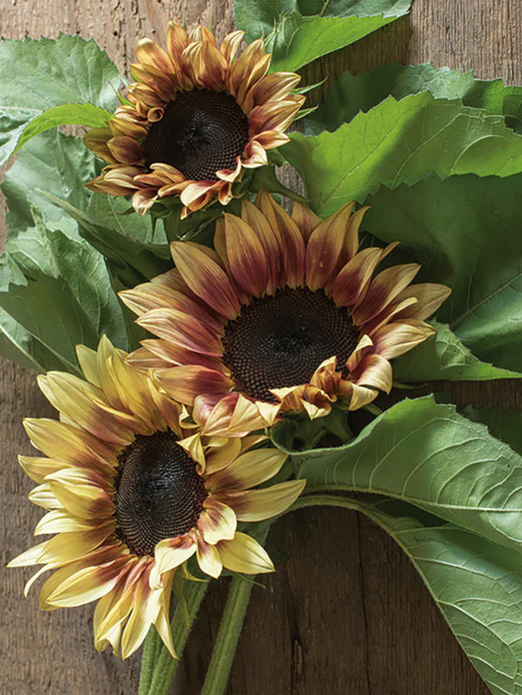 New Botanic Coco Bouquet Collection