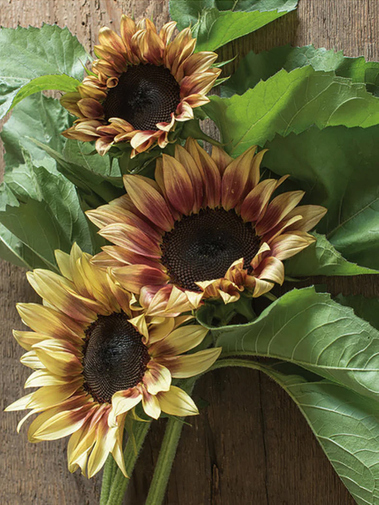 New Botanic Coco Bouquet Collection