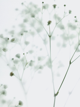 DIFUSE Oil No. 01 Lavender