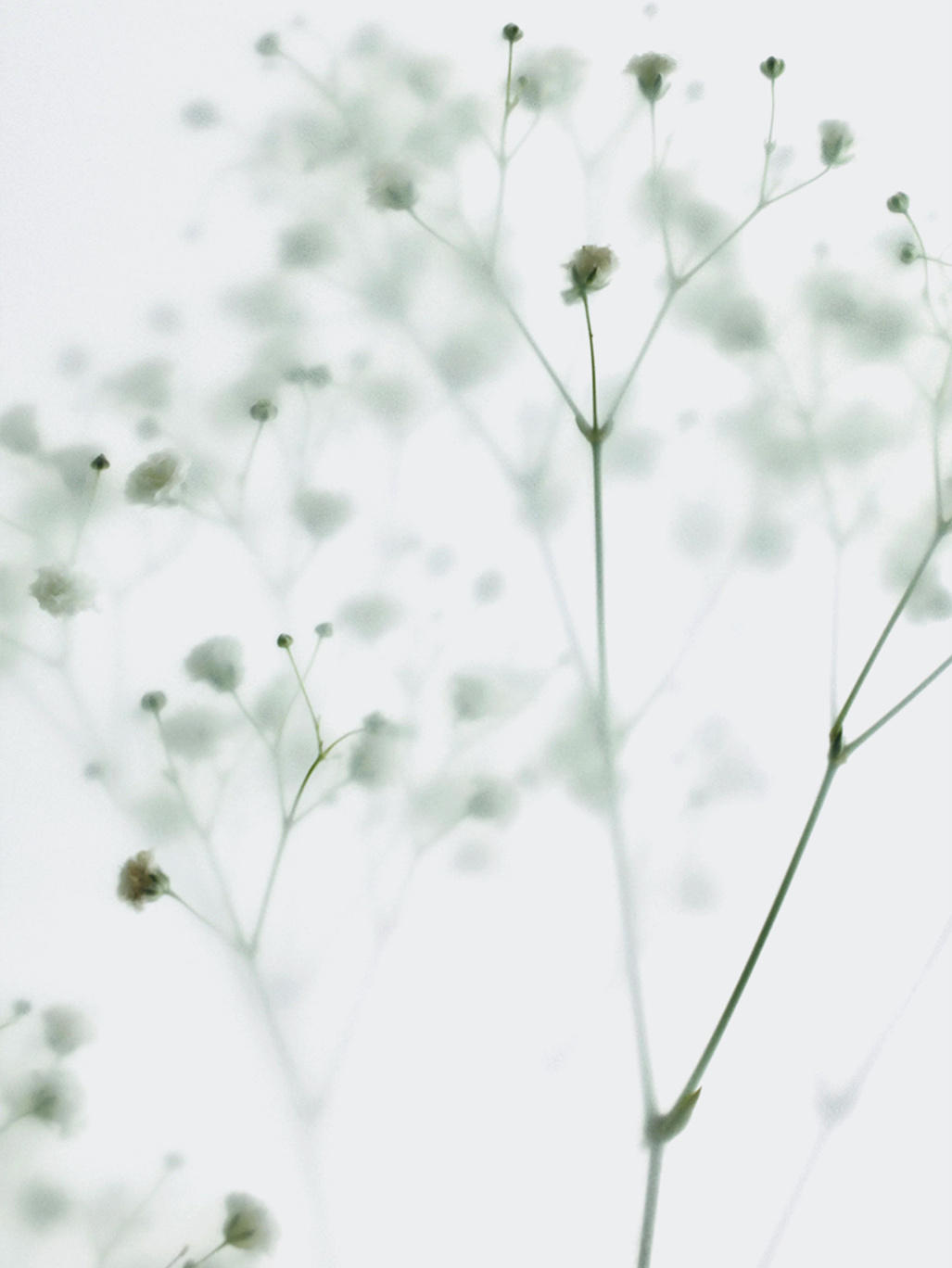 DIFUSE Oil No. 01 Lavender