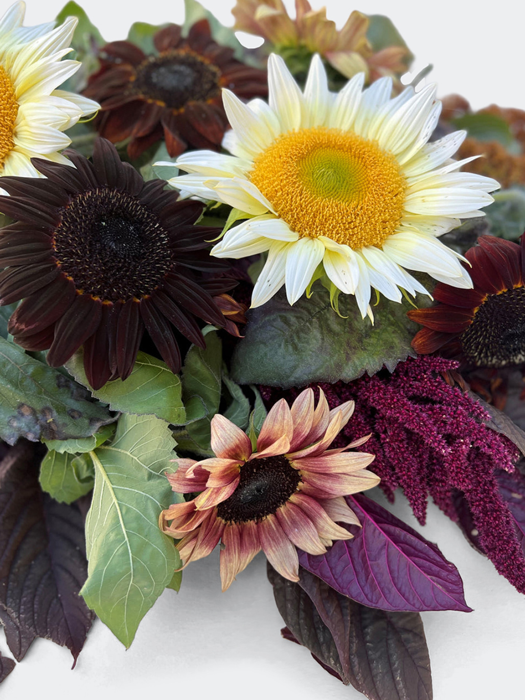 New Botanic Primadonna Flower Collection